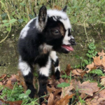 Zwergziegen zu verkaufen (jung)