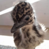 Emu Küken zu verkaufen (Young) – Bild 2