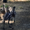Emu Küken zu verkaufen (Young) – Bild 3