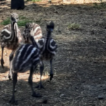 Emu-Küken zu verkaufen (1 Monat alt)