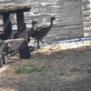 Emu Küken zu verkaufen (Young) – Bild 4