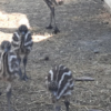 Emu Küken zu verkaufen (Young) – Bild 5