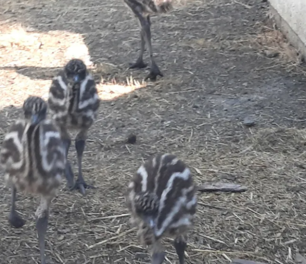 Emu Küken zu verkaufen (Young) – Bild 5