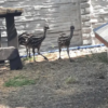 Emu Küken zu verkaufen (Young) – Bild 6