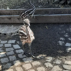 Emu Küken zu verkaufen (Young) – Bild 7