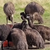 Emu Küken zu verkaufen (Young) – Bild 8