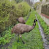 Emu Küken zu verkaufen (Young) – Bild 18