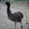 Emu Küken zu verkaufen (Young) – Bild 17