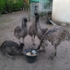 Emu Küken zu verkaufen (Young) – Bild 16