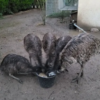 Emu Küken zu verkaufen (Young) – Bild 14
