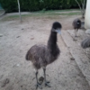 Emu Küken zu verkaufen (Young) – Bild 15