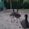Emu Küken zu verkaufen (Young) – Bild 13