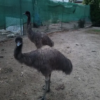 Emu Küken zu verkaufen (Young) – Bild 12