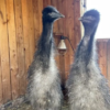 Emu Küken zu verkaufen (Young) – Bild 11