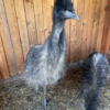 Emu Küken zu verkaufen (Young) – Bild 10