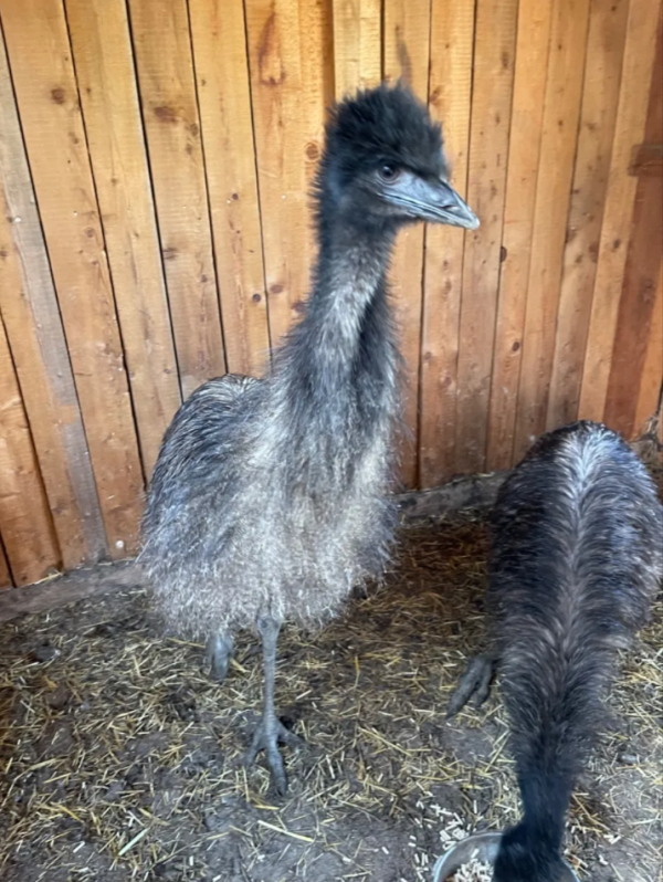 Emu Küken zu verkaufen (Young) – Bild 10