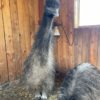 Emu Küken zu verkaufen (Young) – Bild 9