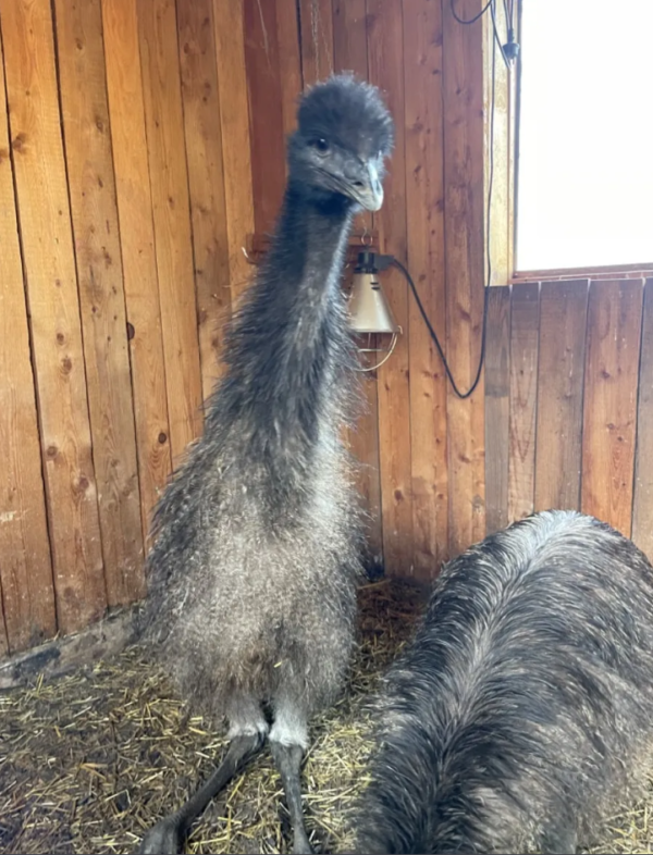 Emu Küken zu verkaufen (Young) – Bild 9