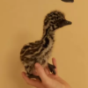 Emu Küken zu verkaufen (Young) – Bild 19