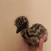 Emu Küken zu verkaufen (Young) – Bild 20