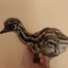 Emu Küken zu verkaufen (Young)