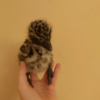 Emu Küken zu verkaufen (Young) – Bild 22