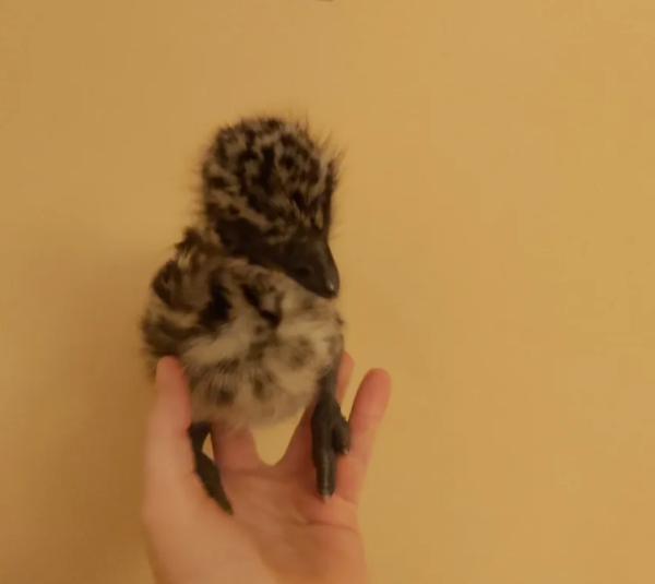 Emu Küken zu verkaufen (Young) – Bild 22