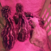 Emu Küken zu verkaufen (Young) – Bild 23