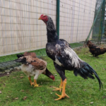 Shamo Chickens for sale