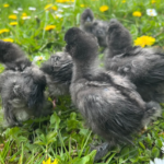 10 Tage alte Silkie-Hühnerküken zu verkaufen