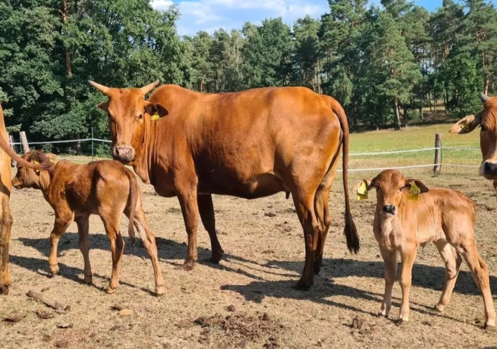 Zwergkühe kaufen bei bauernhof.farms-market.com – Kleine Kühe mit großem Charakter