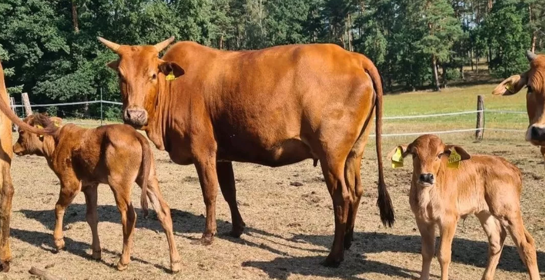 zwergkühe kaufen