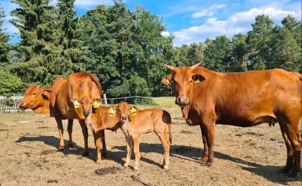 Mini Kuh als Haustier kaufen bei bauernhof.farms-market.com – Kleine Rinder für große Freude