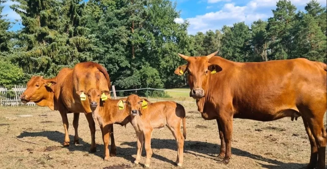 mini kuh als haustier