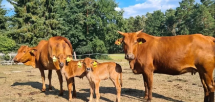 mini kuh als haustier