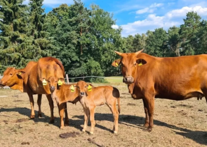 mini kuh als haustier