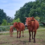 mini highland cattle kaufen