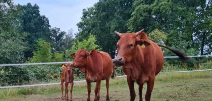 mini highland cattle kaufen