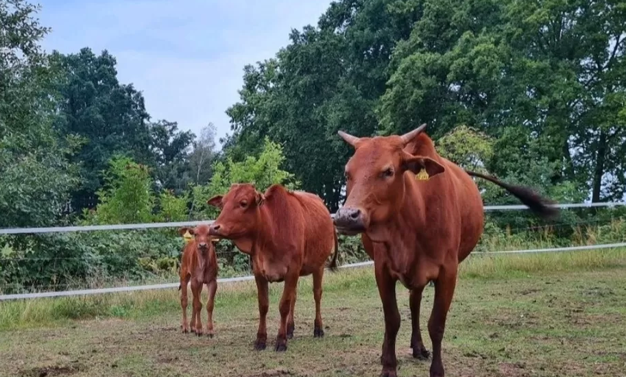 mini highland cattle kaufen