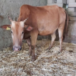 mini highland cattle kaufen