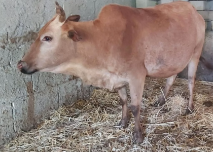 Mini Highland kaufen