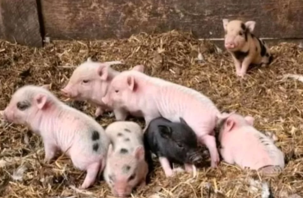 Miniaturschweine zu verkaufen (Ferkel zu verkaufen) – Bild 2