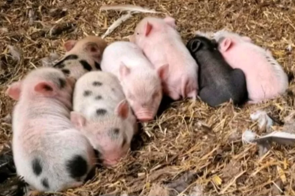 Miniaturschweine zu verkaufen (Ferkel zu verkaufen) – Bild 3