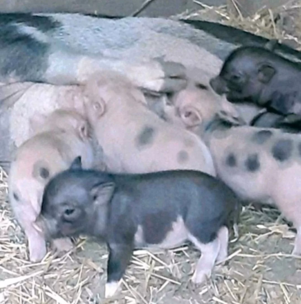 Miniaturschweine zu verkaufen (Ferkel zu verkaufen)