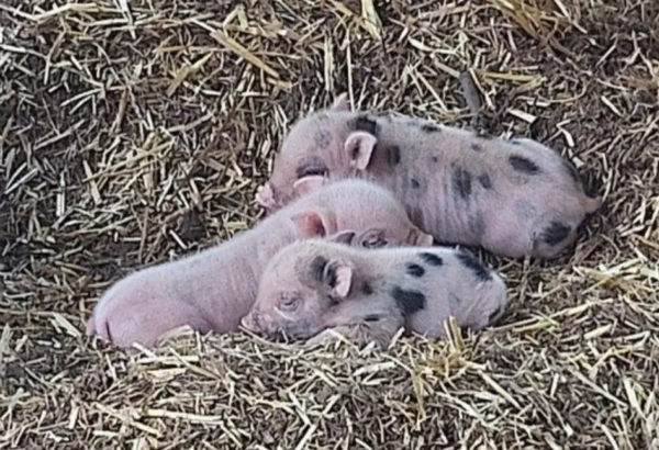 Miniaturschweine zu verkaufen (Ferkel zu verkaufen) – Bild 5