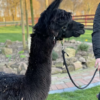 Alpaka zu verkaufen (Stute) – Bild 2
