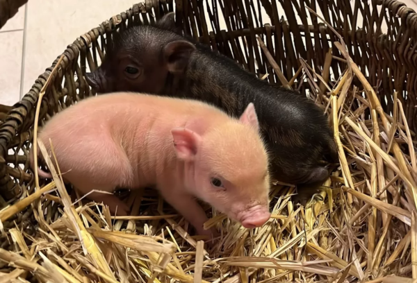 Miniaturschweine zu verkaufen (Ferkel zu verkaufen) – Bild 2