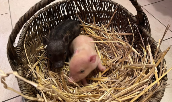 Miniaturschweine zu verkaufen (Ferkel zu verkaufen) – Bild 3