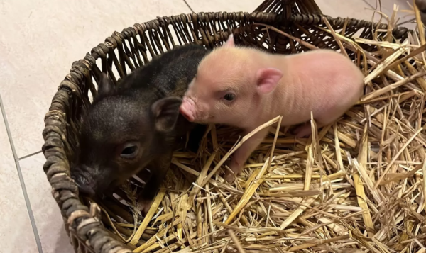 Miniaturschweine zu verkaufen (Ferkel zu verkaufen) – Bild 4