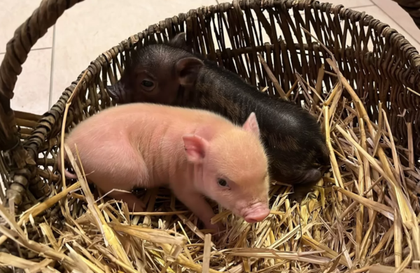 Miniaturschweine zu verkaufen (Ferkel zu verkaufen) – Bild 5